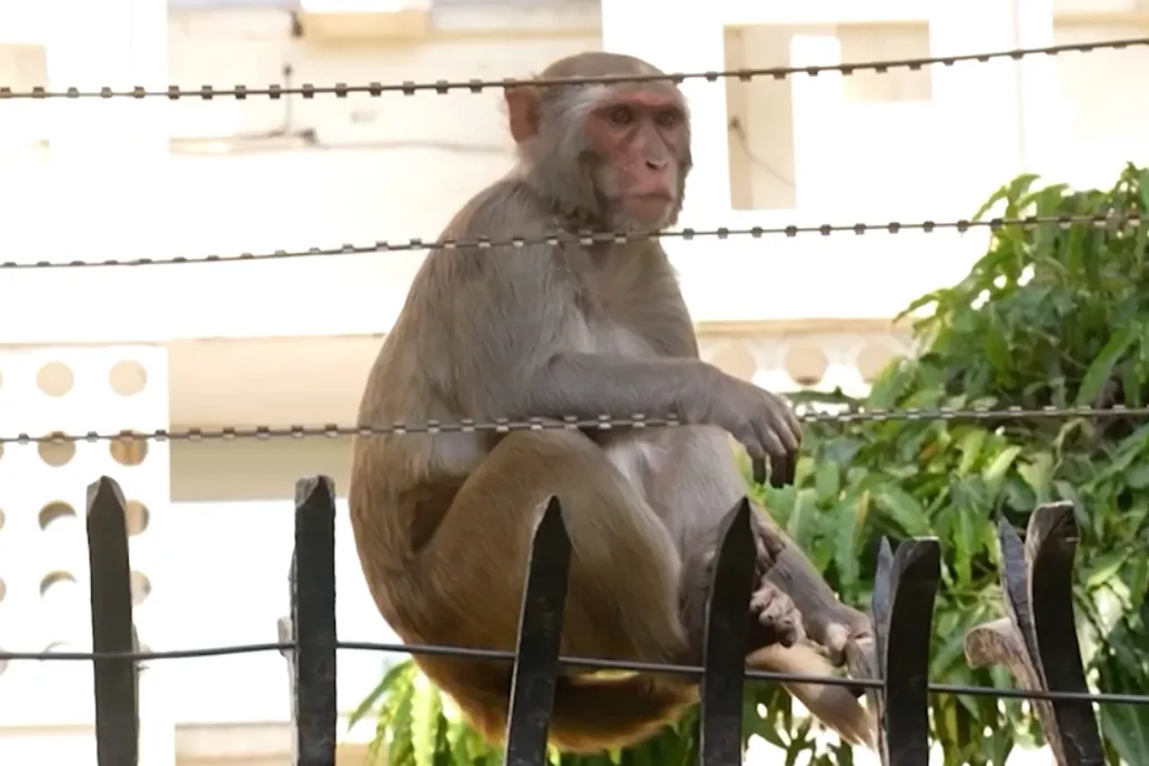 A majomszelídítők langurhangokat utánozva riasztják el az indiai tolvaj majmokat