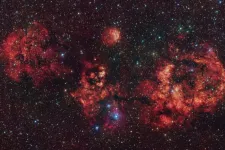 Óriási csillagdenevér bújt elő a haláltökök napjára