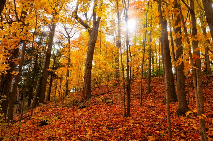 Akár 24 fok is lehet Mindenszentekkor