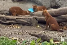 Frizbit dobtak a vadkutyák ketrecébe, állatkínzás miatt feljelentést tesz a Fővárosi Állatkert