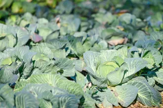 A bolti olyan, mint a brojler csirke, de él még az édes hajdúsági káposzta hagyománya