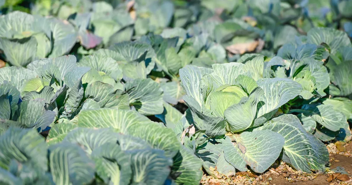 A bolti olyan, mint a brojler csirke, de él még az édes hajdúsági káposzta hagyománya