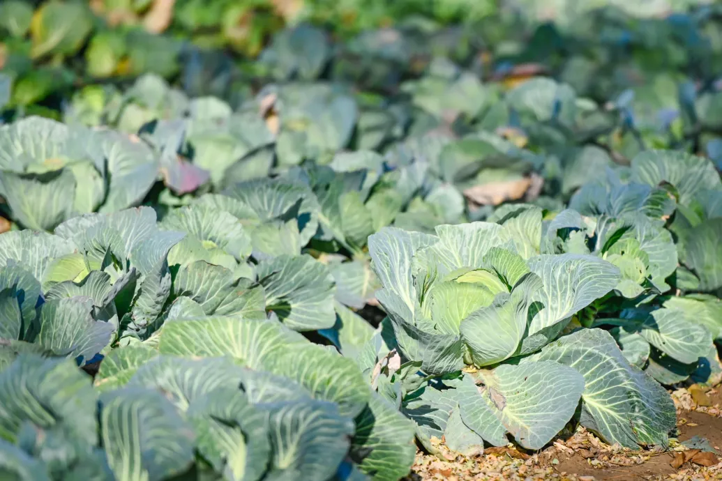 A bolti olyan, mint a brojler csirke, de él még az édes hajdúsági káposzta hagyománya