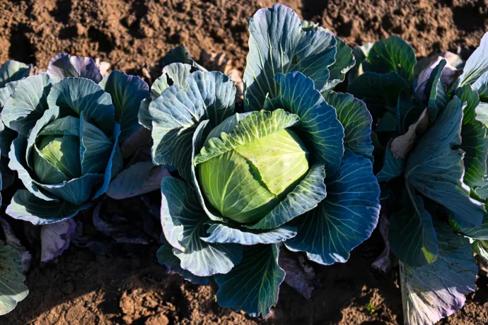 A bolti olyan, mint a brojler csirke, de él még az édes hajdúsági káposzta hagyománya