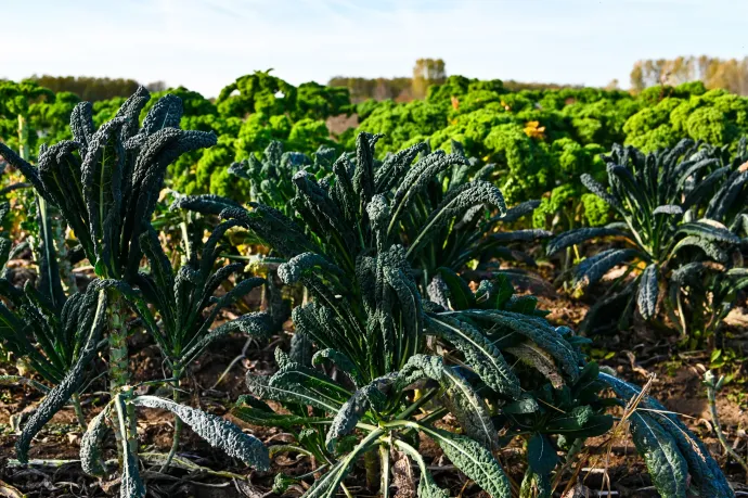 Cavolo nero és fodros kel Hajdúhadházon – Fotó: Mondovics Péter / Telex