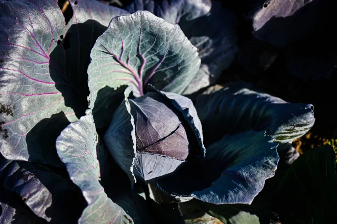 Lila káposzta – Fotó: Ács Bori / Telex