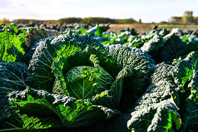 Kelkáposzta – Fotó: Mondovics Péter / Telex