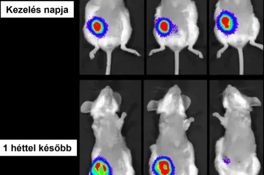Magyar kutatók létrehoztak egy rákgyógyszert, ami egy kezeléssel teljesen meggyógyította a kísérleti állatokat