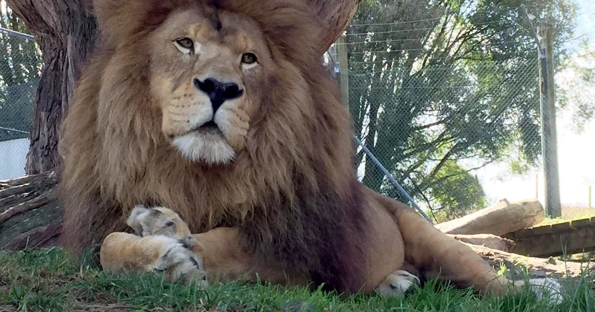 Hét oroszlánt is elaltatnak egy új-zélandi állatkert bezárása miatt