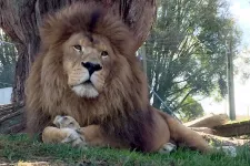 Hét oroszlánt elaltatnak egy új-zélandi állatkert bezárása miatt