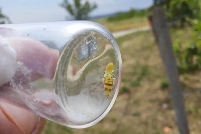Amerikai szőlőkabóca lárvát fogyasztó ugrópók egy tokaji szőlőültetvényben – Forrás: ÖMKi