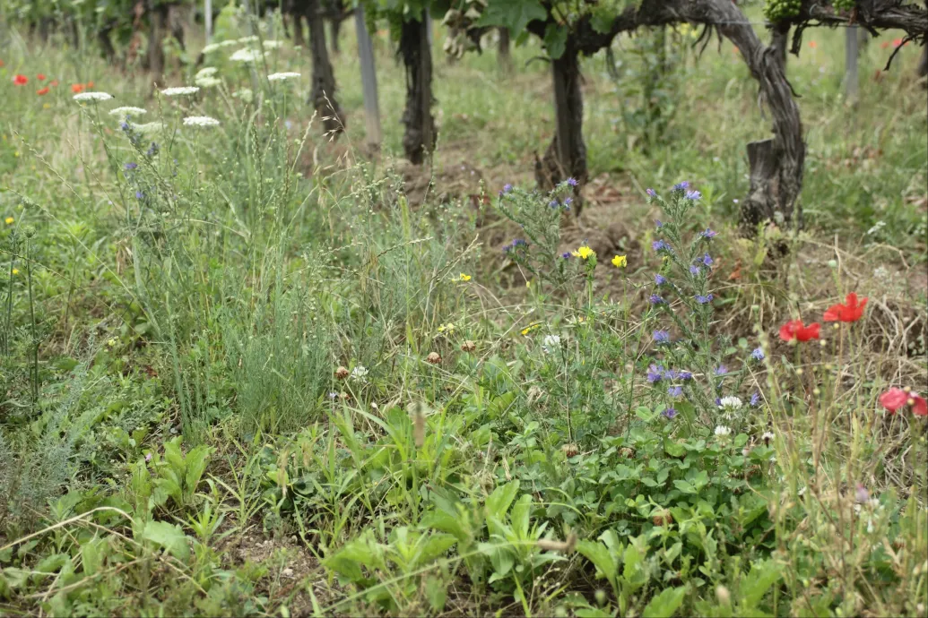 Egy nagyon egyszerű trükkel sikeresen lehet harcolni a szőlők pusztulását okozó aranyszínű sárgaság ellen