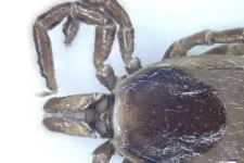 Új kullancsfajokat találtak magyar kutatók, nemzetközileg is jelentős eredményekre jutottak