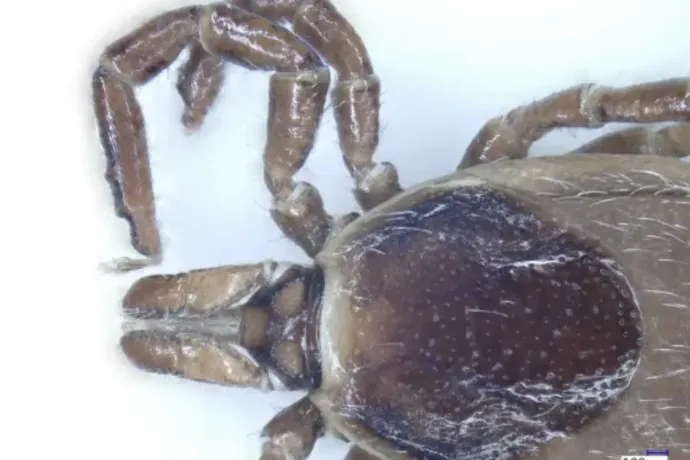 Új kullancsfajokat találtak magyar kutatók, nemzetközileg is jelentős eredményekre jutottak