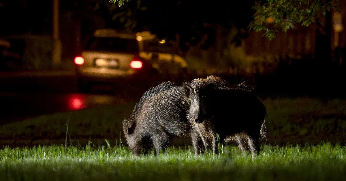 Nem a vaddisznó jött be a mi élőhelyünkre, mi mentünk az övére
