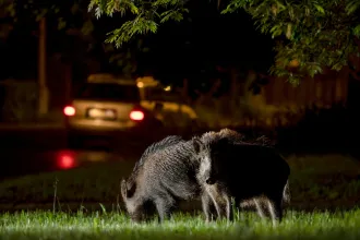 Zavaróak a városban a vaddisznók? Talán nem kéne a gyümölcsösök helyére lakóparkot építeni!