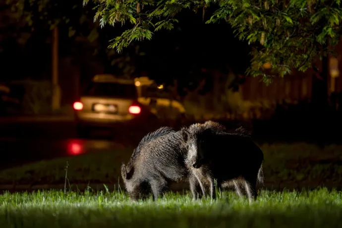 Zavaróak a városban a vaddisznók? Talán nem kéne a gyümölcsösök helyére lakóparkot építeni!