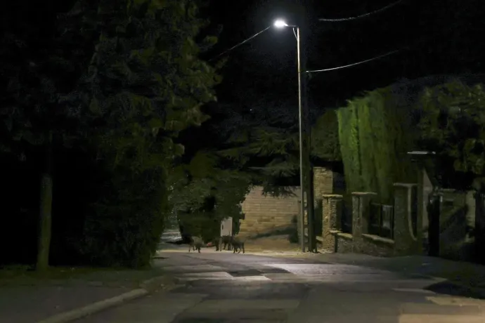 Vaddisznók a XII. kerület egyik utcájában 2025. október 9-én – Fotó: Melegh Noémi Napsugár / Telex