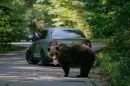 Azonnal kilőhető a medve Romániában, ha belterületre lép