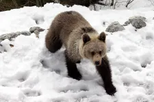 Fél év alatt több mint 200 barna medvét lőttek ki Szlovákiában
