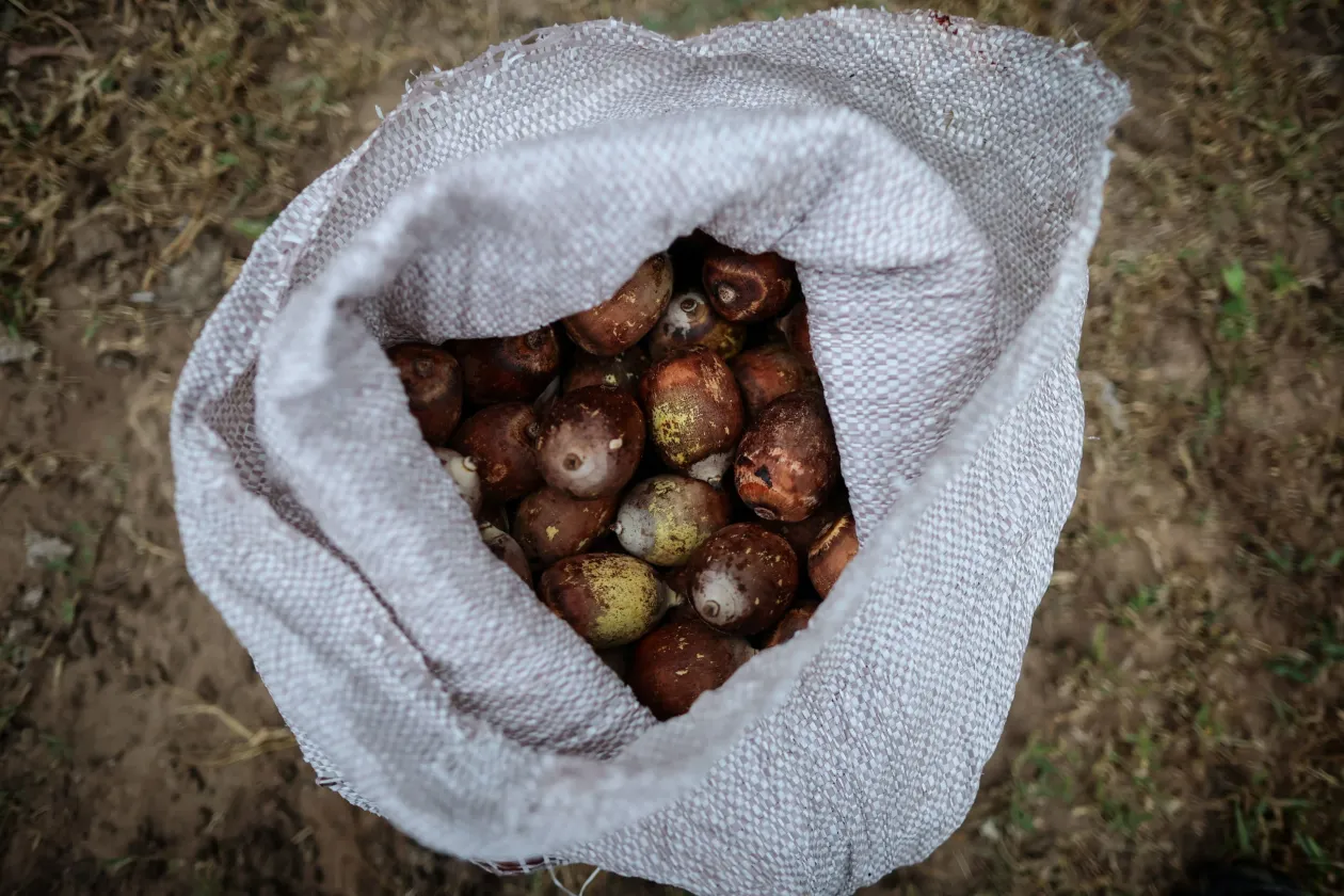 Ivonete França da Conceição munka közben és egy zsák babassu kókuszdió – Fotó: Adriano Machado / Reuters