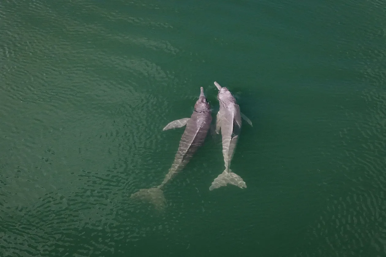A Pedral do Lourenço szikláinál gyakran feltűnnek folyami delfinek és teknősök is – Fotó: Adriano Machado / Reuters