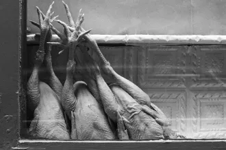 A világ egyik leggazdagabb országát ötven éve meghódította a magyar csirke