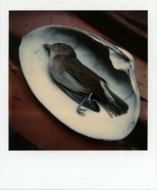 La Palma, 1987. szeptember-október // Little bird, 1980-as évek – Forrás: Robby Müller Archive / Annet Gelink Gallery, Amsterdam