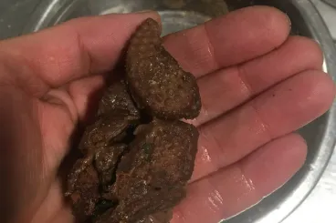 Csúnyán kiakadt a Budakeszi Vadaspark, mert a látogatók csokis keksszel tömik az állatokat