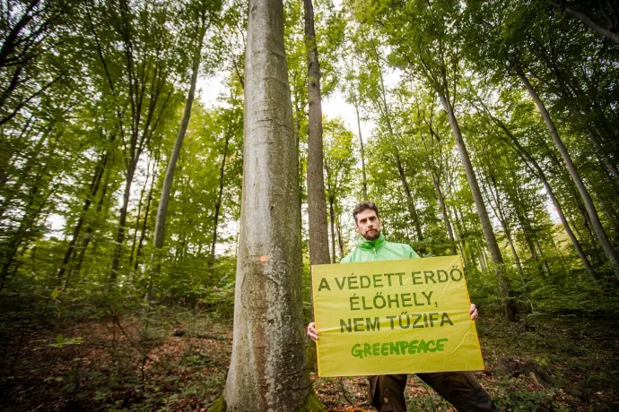 A magyarok nagy része ellenzi, hogy természetvédelmi területeken vágjanak ki fákat, mégis ez a jellemző