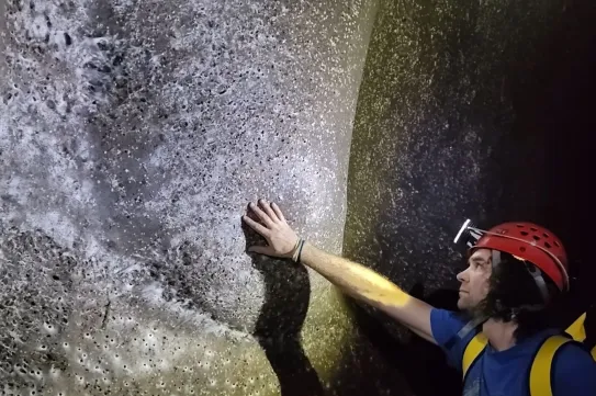 Erdélyi szakember azonosította a pókokat, amelyek a világ talán legnagyobb hálójában élnek