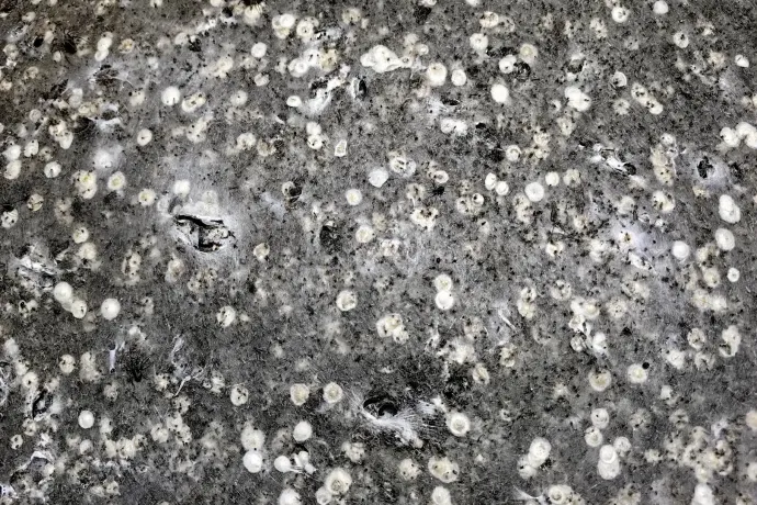 Erdélyi szakember azonosította a pókokat, amelyek a világ talán legnagyobb hálójában élnek