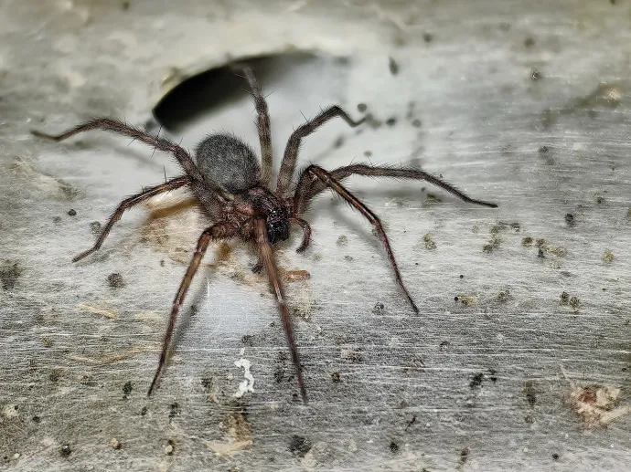 A Tegenaria domestica (házi zugpók) és a kolónia munkájának eredménye a Kén-barlangban – Fotó: Urák István