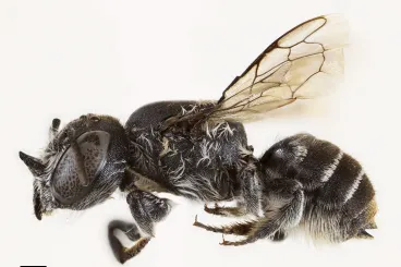 Ördögszarvas méhet talált egy kutató Ausztráliában, el is nevezte Lucifernek