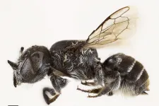 Ördögszarvas méhet talált egy kutató Ausztráliában, el is nevezte Lucifernek