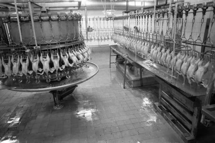 How Hungarian poultry conquered the market of one of the world's richest countries fifty years ago