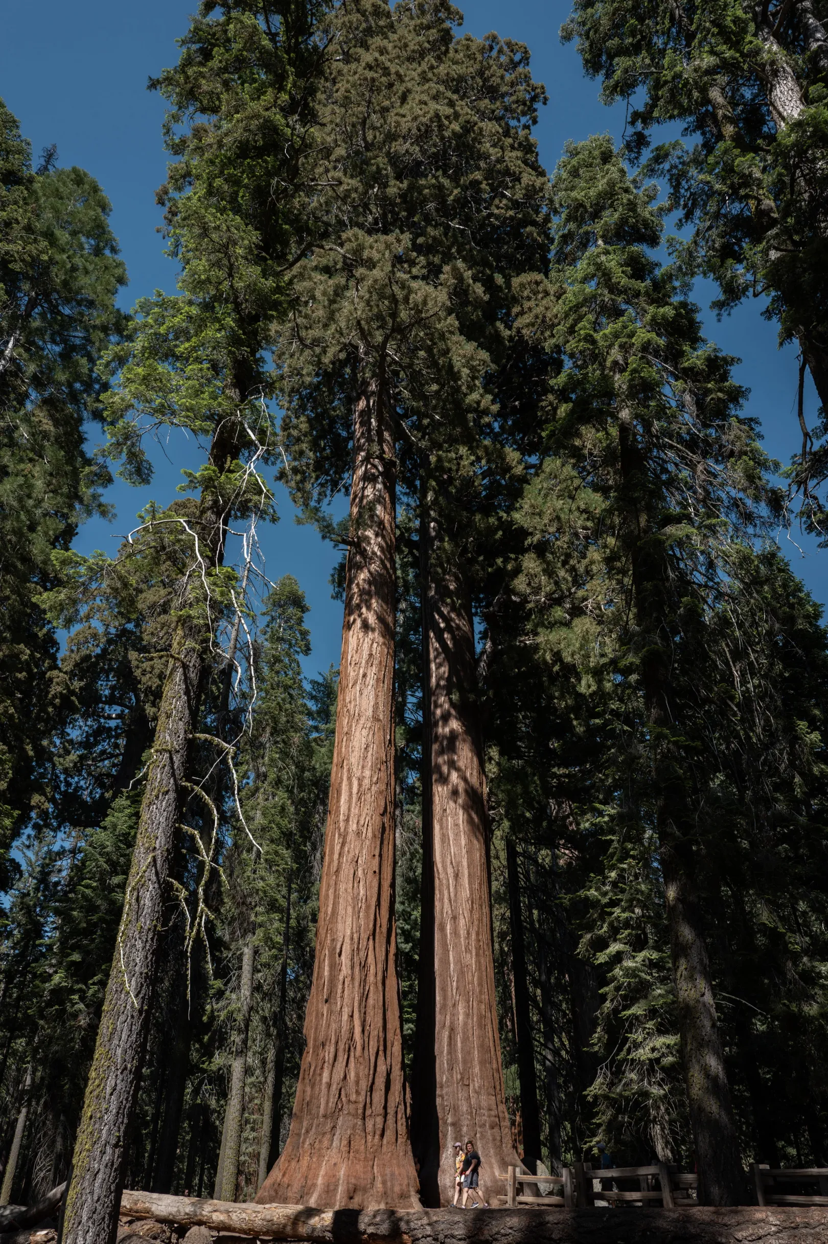 Mamutfenyők a Sequoia Nemzeti Parkban – Fotó: Bődey János / Telex