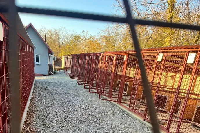 Kukában fojtották meg a kölyökkutyákat egy hevesi ebtelepen, rendőrségi razzia vetett véget az állatkínzásnak