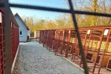 Kukában fojtották meg a kölyökkutyákat egy hevesi ebtelepen, rendőrségi razzia vetett véget az állatkínzásnak