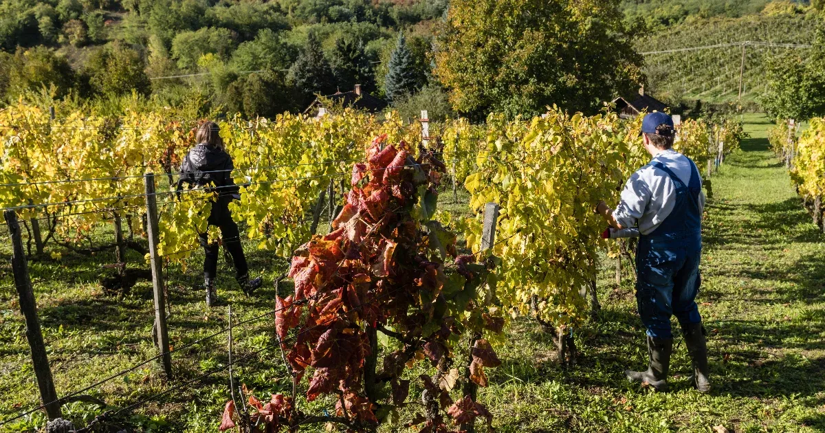 Aranyszínű sárgaság: ez még nem a tetőzés, hanem egy hosszabb terjedési szakasz kezdete