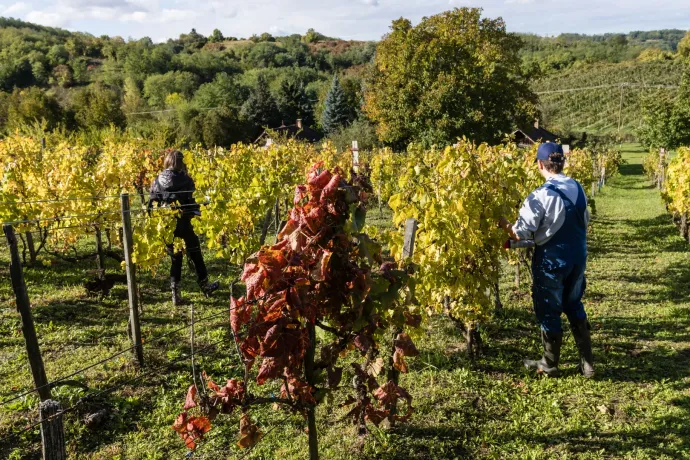 Aranyszínű sárgaság: ez még nem a tetőzés, hanem egy hosszabb terjedési szakasz kezdete