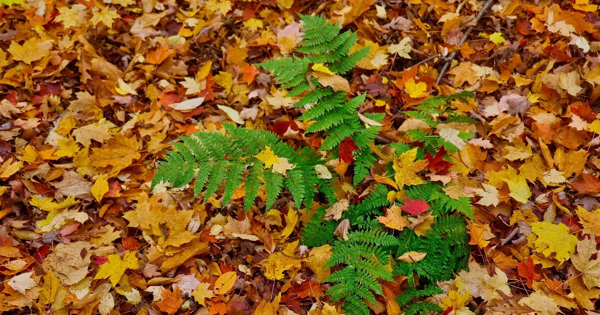 Kínai kutatók találtak egy páfrányt, ami ritkaföldfémeket termel