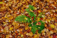 Kínai kutatók találtak egy páfrányt, ami ritkaföldfémeket termel
