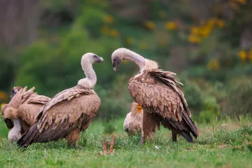 Romániában 70 éve kihalt keselyűfajt telepítenek vissza a Fogarasi-havasokba