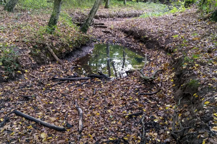 A Bükkösdi-patak vízrendszerének egyik medencéjében megmaradó víz a Petőczi-ároknál, a Mecsekben – Fotó: Bozóki Tamás / Ökológiai Kutatóközpont
