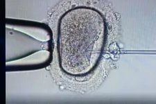 Decemberre csúszik a petesejt-donációs törvényjavaslatról szóló parlamenti szavazás