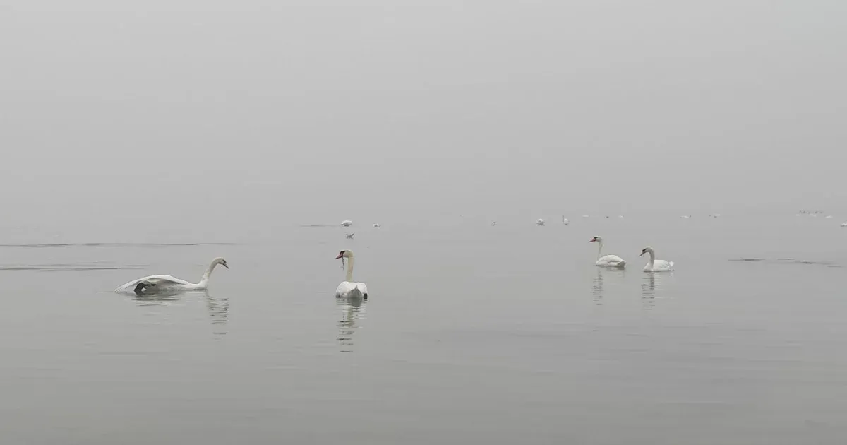 Két horgász eltévedt a balatoni tejködben, vízimentőknek kellett kimentenie őket