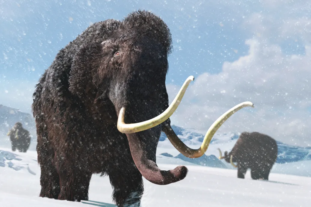 Először sikerült szekvenálni egy gyapjas mamut RNS-ét