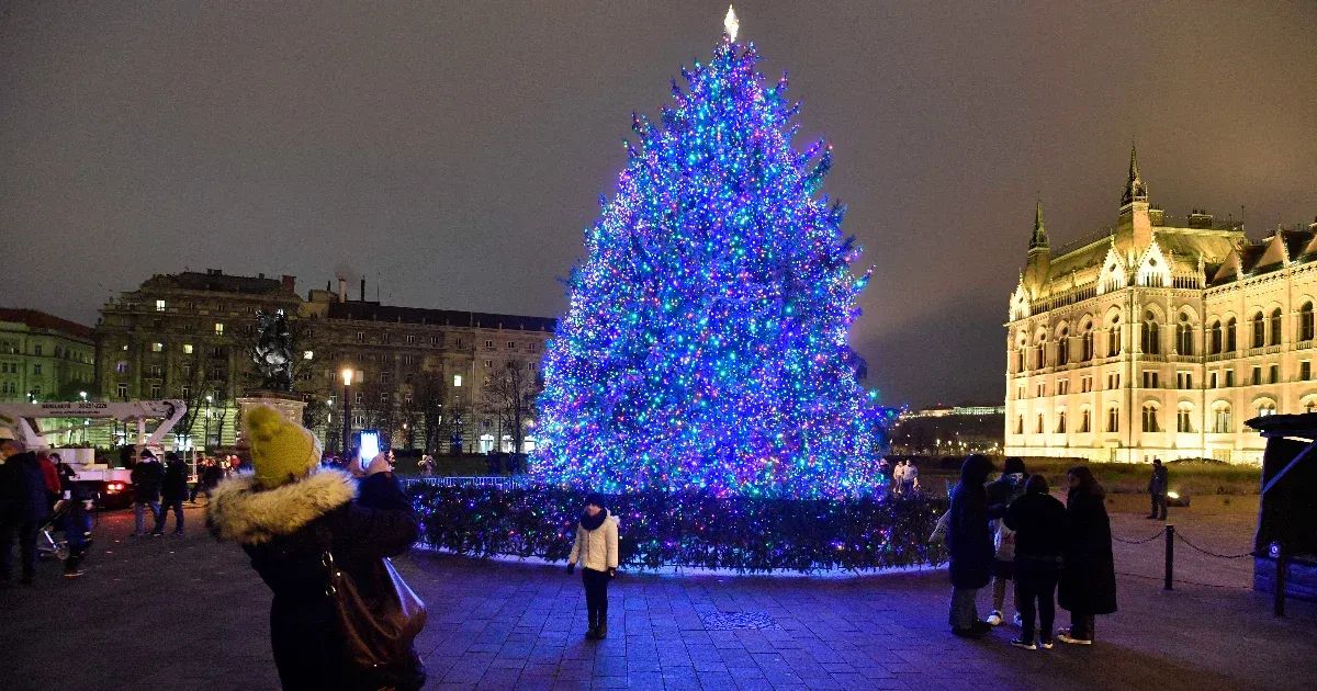 Ibrány legnagyobb fenyőfája lesz az ország karácsonyfája