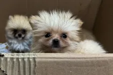 Az ADHD-s kutya nem vár a virslire, inkább megeszi a száraz tápot